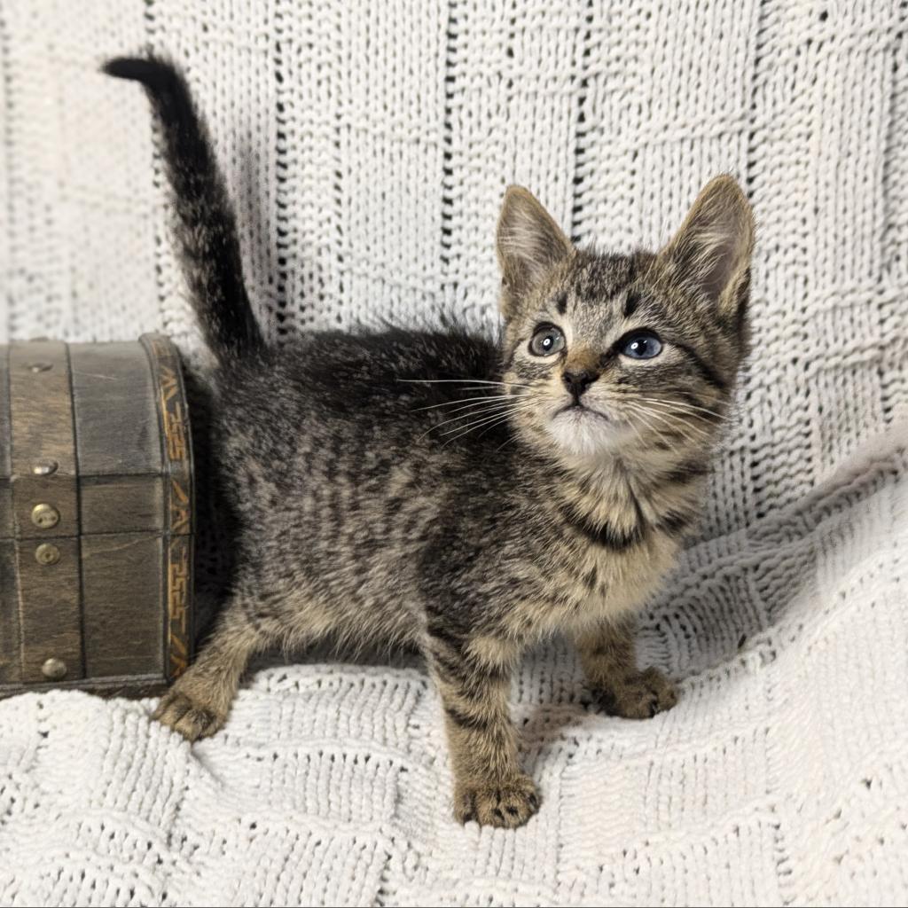 Flubber, an adoptable Domestic Short Hair in Greenwood, MO, 64034 | Photo Image 2