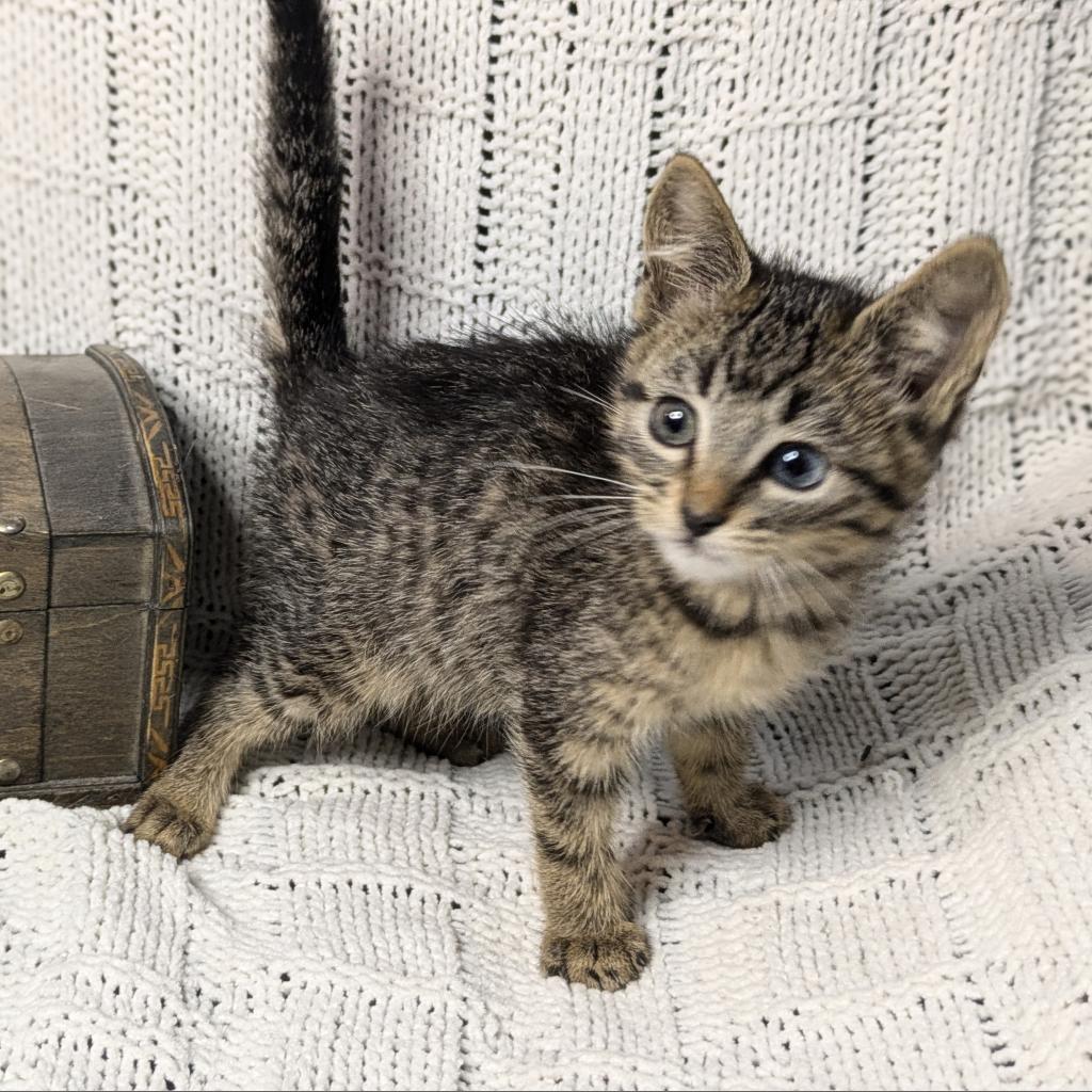 Flubber, an adoptable Domestic Short Hair in Greenwood, MO, 64034 | Photo Image 3