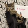 Flubber photo 4