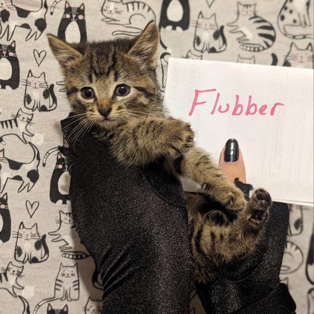Flubber, an adoptable Domestic Short Hair in Greenwood, MO, 64034 | Photo Image 4