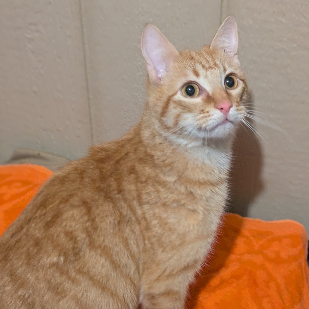 Weber, an adoptable Domestic Short Hair in Greenwood, MO, 64034 | Photo Image 1