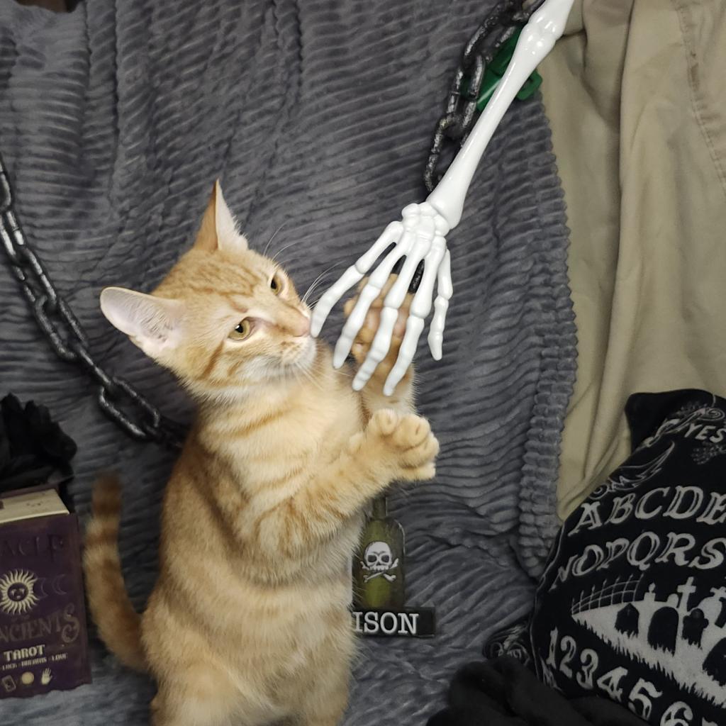 Weber, an adoptable Domestic Short Hair in Greenwood, MO, 64034 | Photo Image 2