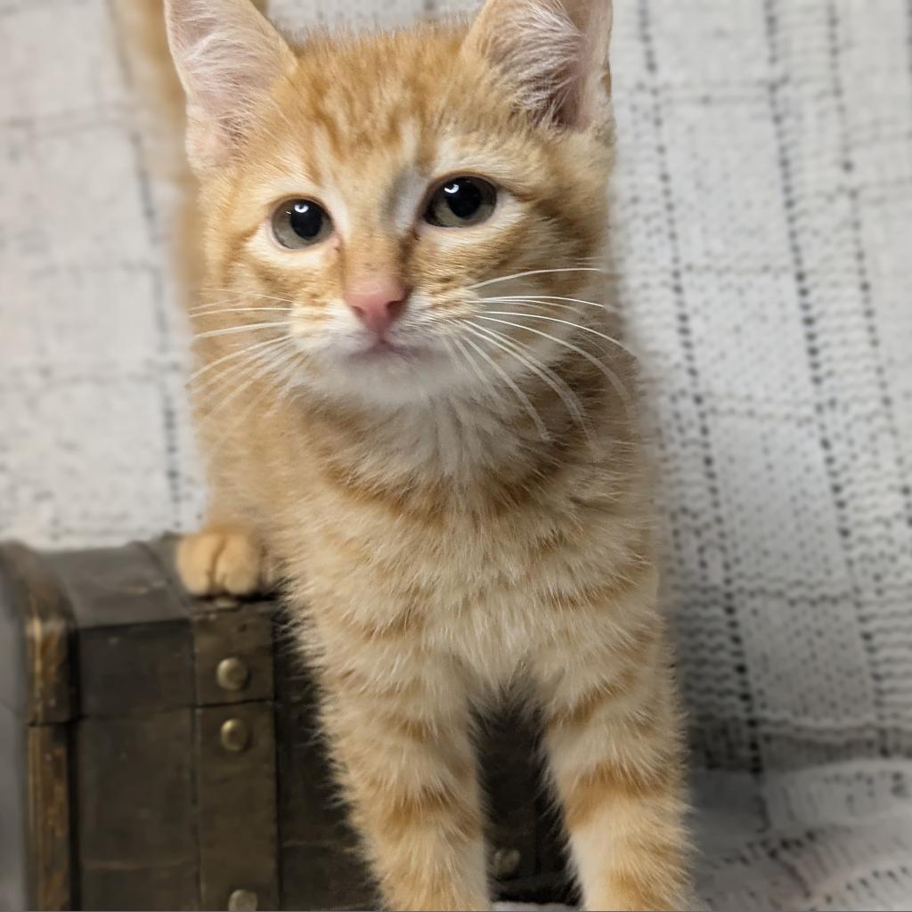 Weber, an adoptable Domestic Short Hair in Greenwood, MO, 64034 | Photo Image 3