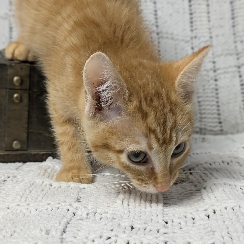 Weber, an adoptable Domestic Short Hair in Greenwood, MO, 64034 | Photo Image 4