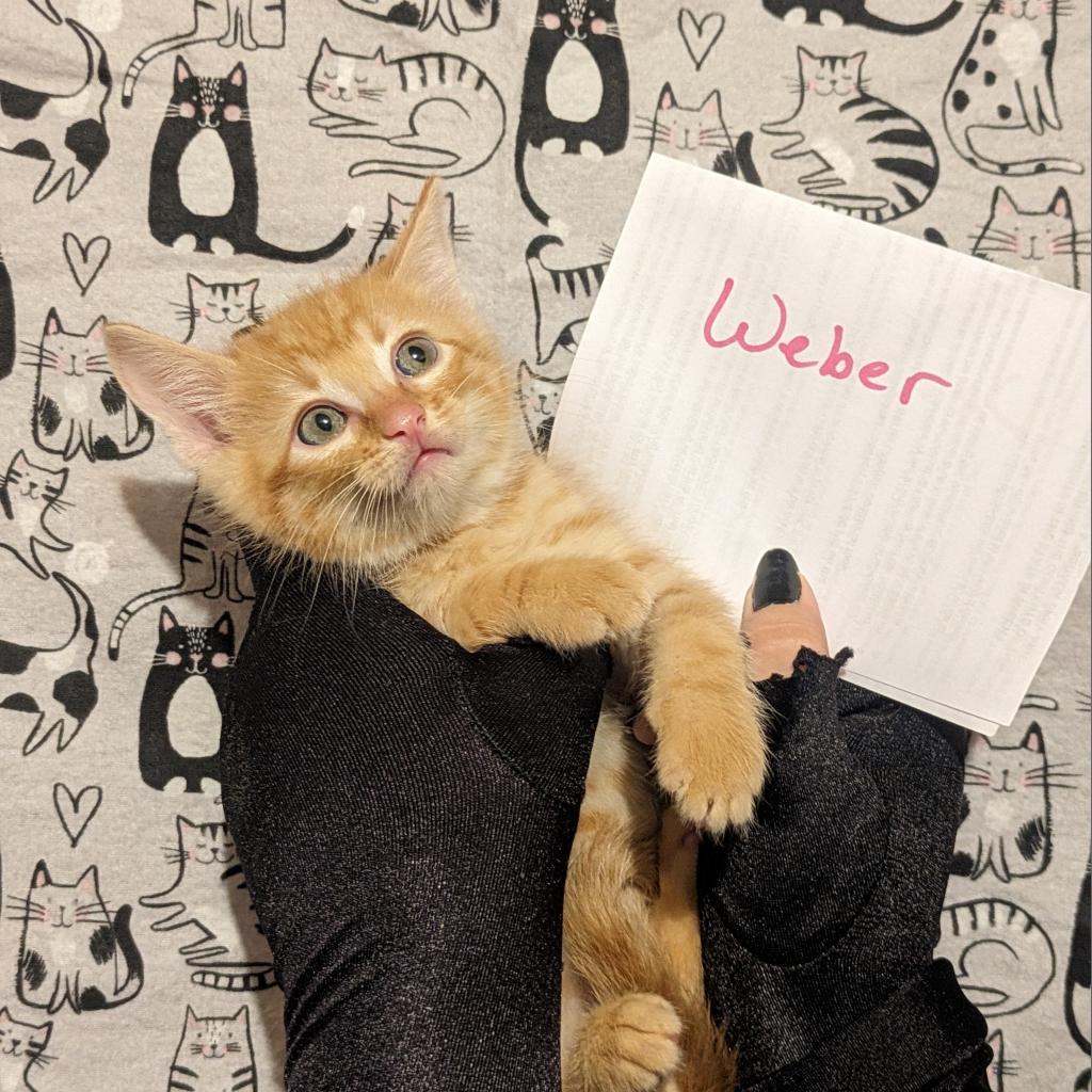 Weber