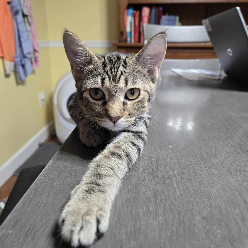 Ice Spice, an adoptable Domestic Short Hair in Greenwood, MO, 64034 | Photo Image 1