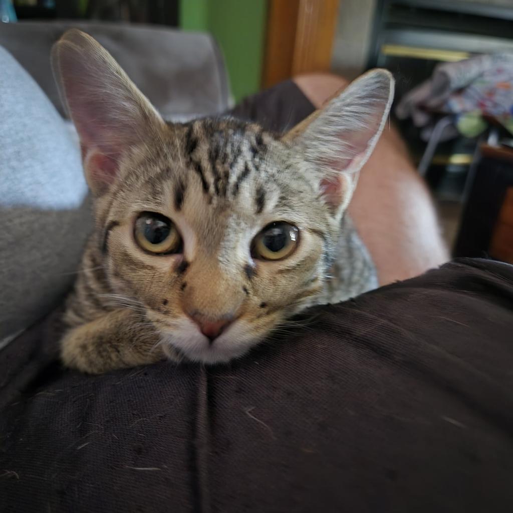 Ice Spice, an adoptable Domestic Short Hair in Greenwood, MO, 64034 | Photo Image 2