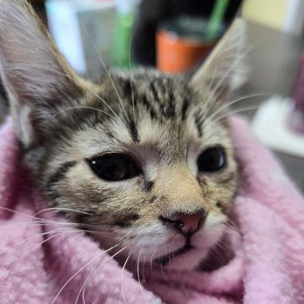 Ice Spice, an adoptable Domestic Short Hair in Greenwood, MO, 64034 | Photo Image 3