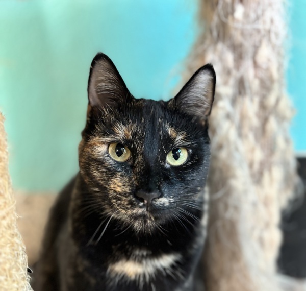 Hibachi, an adoptable Domestic Short Hair in Fresno, CA, 93726 | Photo Image 1