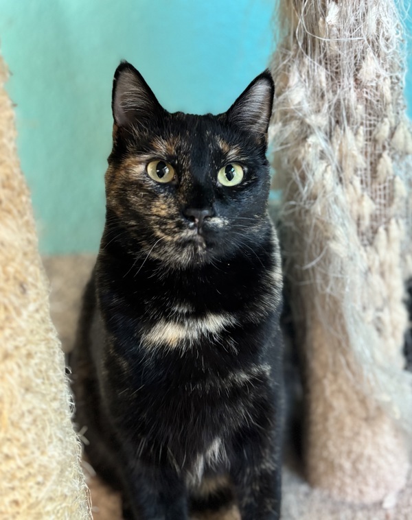 Hibachi, an adoptable Domestic Short Hair in Fresno, CA, 93726 | Photo Image 2