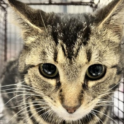 Julia, an adoptable Domestic Short Hair in Midland, TX, 79703 | Photo Image 1