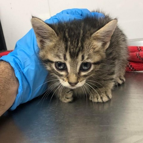 River, an adoptable Domestic Medium Hair in Garden City, KS, 67846 | Photo Image 1