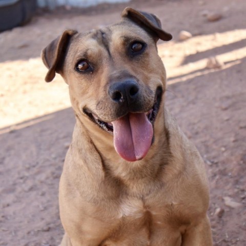 Lili, an adoptable Mixed Breed in Moab, UT, 84532 | Photo Image 1