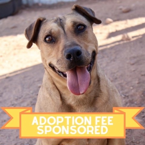 Lili, an adoptable Mixed Breed in Moab, UT, 84532 | Photo Image 1