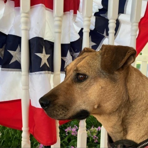 Lili, an adoptable Mixed Breed in Moab, UT, 84532 | Photo Image 2