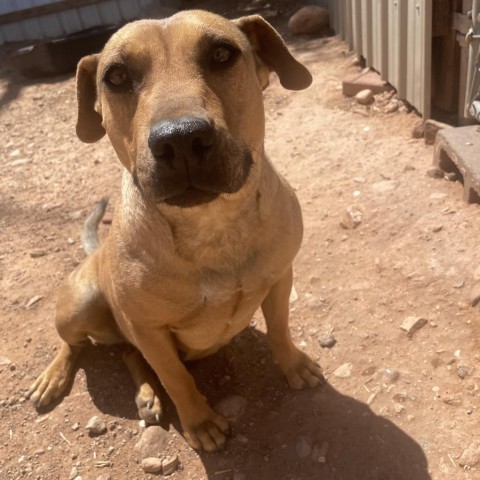 Lili, an adoptable Mixed Breed in Moab, UT, 84532 | Photo Image 2