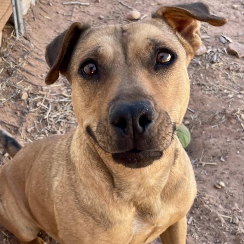 Lili, an adoptable Mixed Breed in Moab, UT, 84532 | Photo Image 2