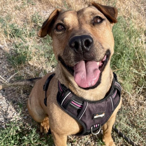 Lili, an adoptable Mixed Breed in Moab, UT, 84532 | Photo Image 3