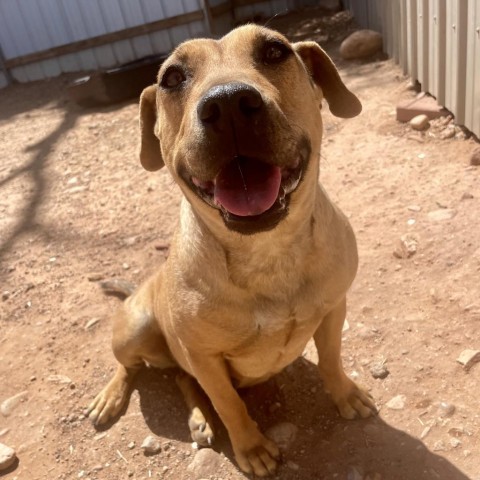 Lili, an adoptable Mixed Breed in Moab, UT, 84532 | Photo Image 3