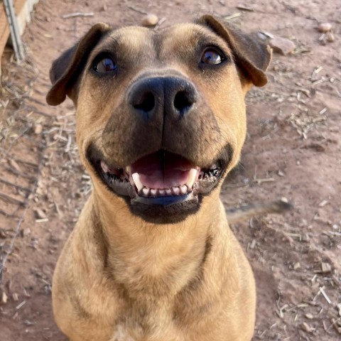 Lili, an adoptable Mixed Breed in Moab, UT, 84532 | Photo Image 3