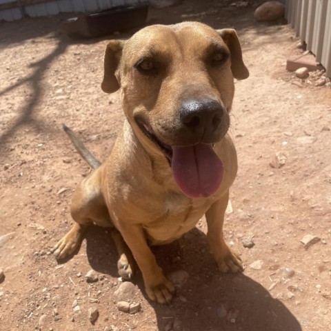 Lili, an adoptable Mixed Breed in Moab, UT, 84532 | Photo Image 4