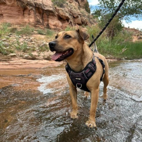 Lili, an adoptable Mixed Breed in Moab, UT, 84532 | Photo Image 6