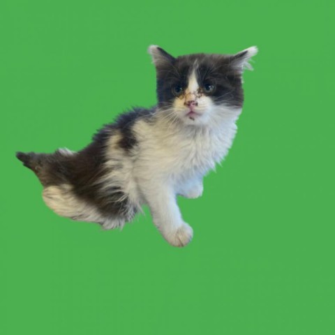 Dash, an adoptable Domestic Medium Hair in Tuscaloosa, AL, 35401 | Photo Image 1