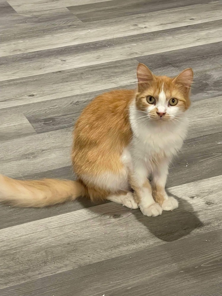Lola, an adoptable Domestic Medium Hair in Poplar Grove, IL, 61065 | Photo Image 1