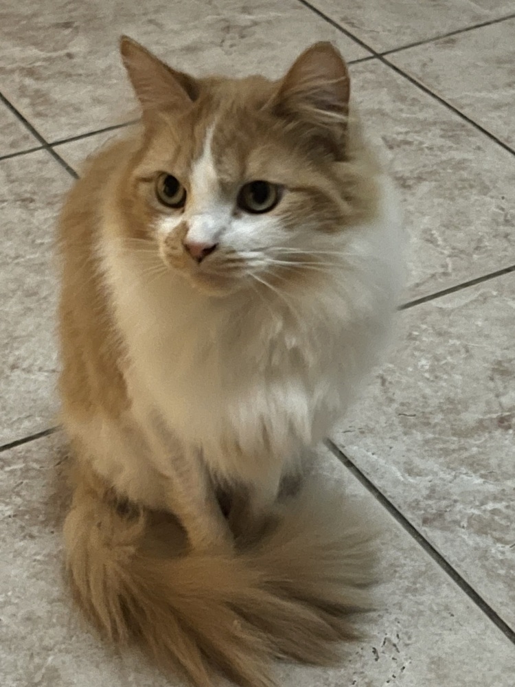 Lola