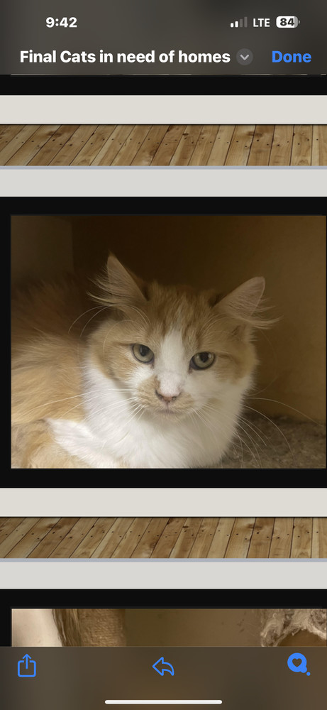 Lola, an adoptable Domestic Medium Hair in Poplar Grove, IL, 61065 | Photo Image 2