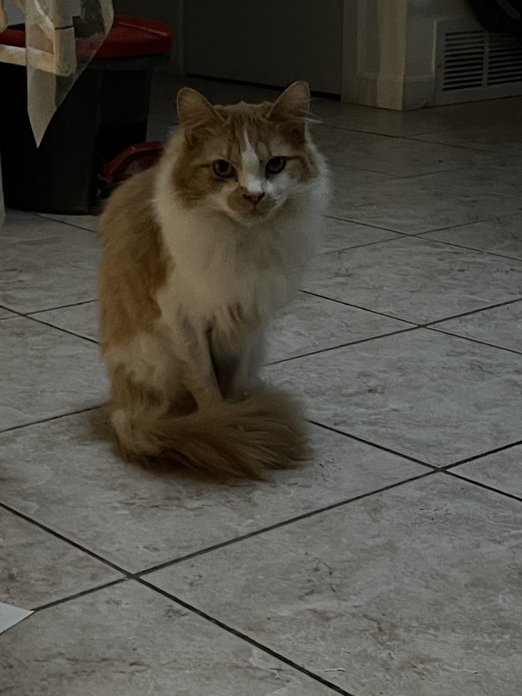 Lola, an adoptable Domestic Long Hair in Poplar Grove, IL, 61065 | Photo Image 4