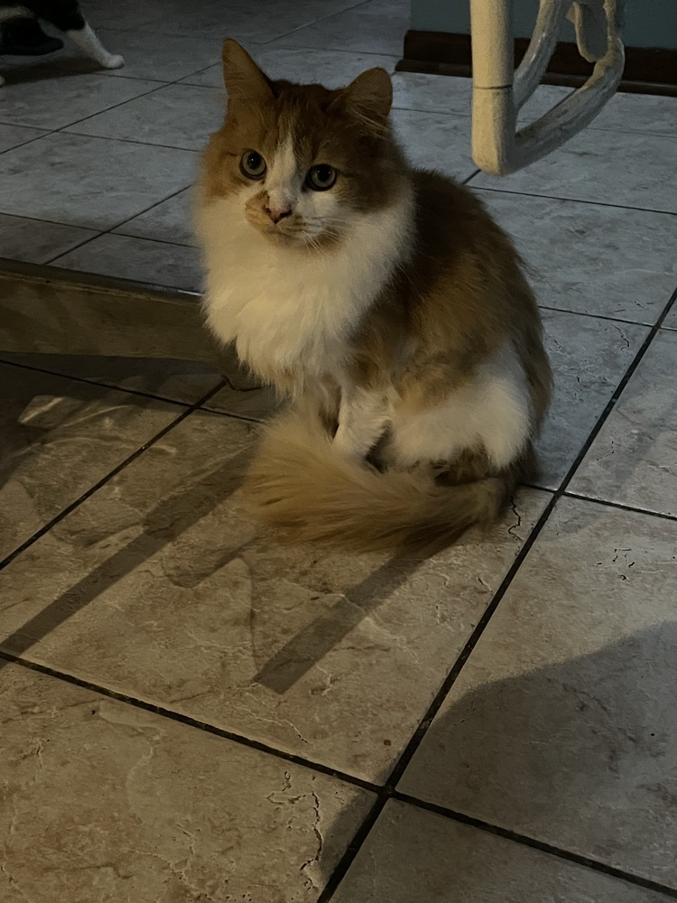 Lola, an adoptable Domestic Long Hair in Poplar Grove, IL, 61065 | Photo Image 5