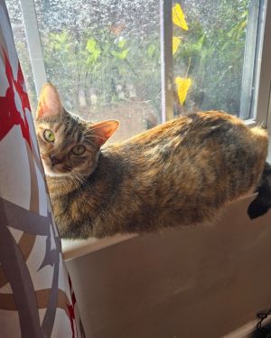 Snickers is the most timid I think she would do best in a quieter home She loves to cat nap