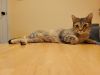 Snickers photo 3