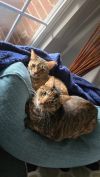 Snickers photo 5