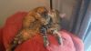 Snickers photo 6