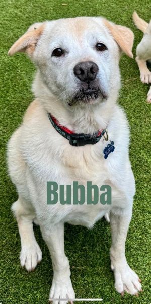 Bubba (MUST BE ADOPTED WITH SIMBA) Labrador Retriever Dog