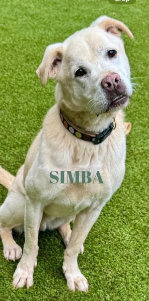 Simba (MUST BE ADOPTED WITH BUBBA) Labrador Retriever Dog