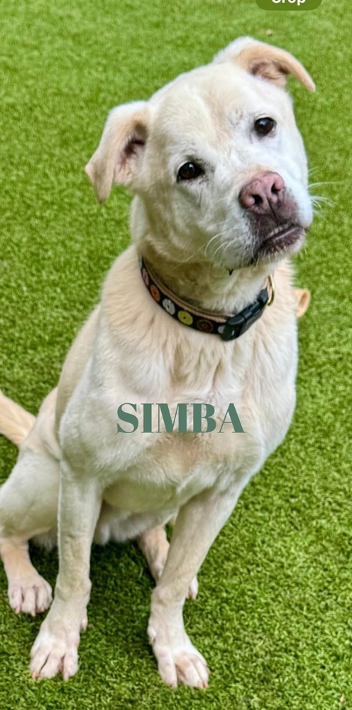 Simba