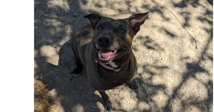 Sis, an adoptable Pit Bull Terrier, Boxer in Salmon, ID, 83467 | Photo Image 1