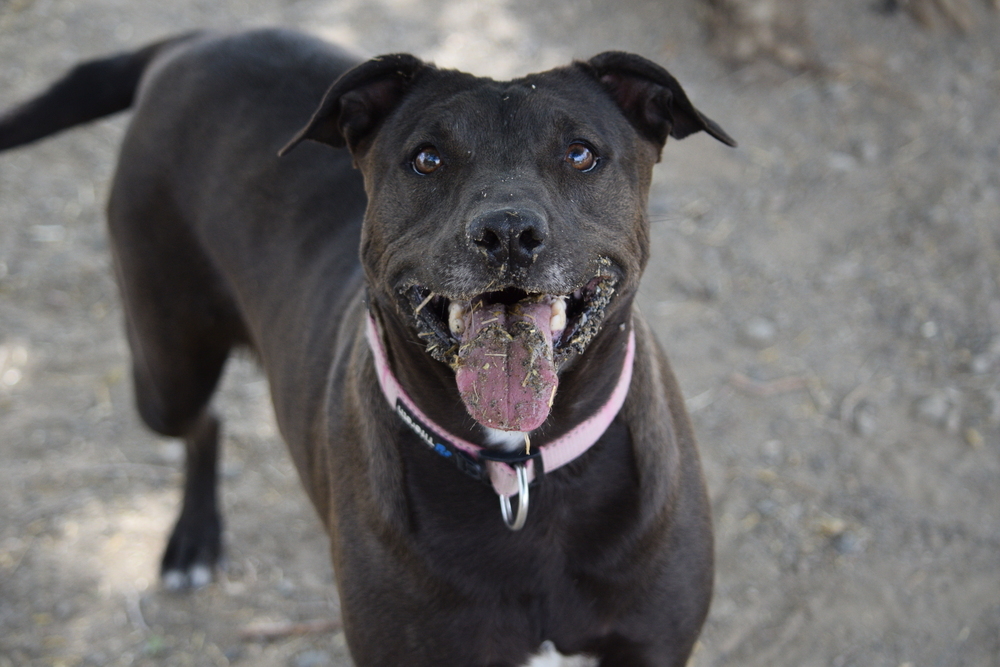 Sis, an adoptable Pit Bull Terrier, Boxer in Salmon, ID, 83467 | Photo Image 2