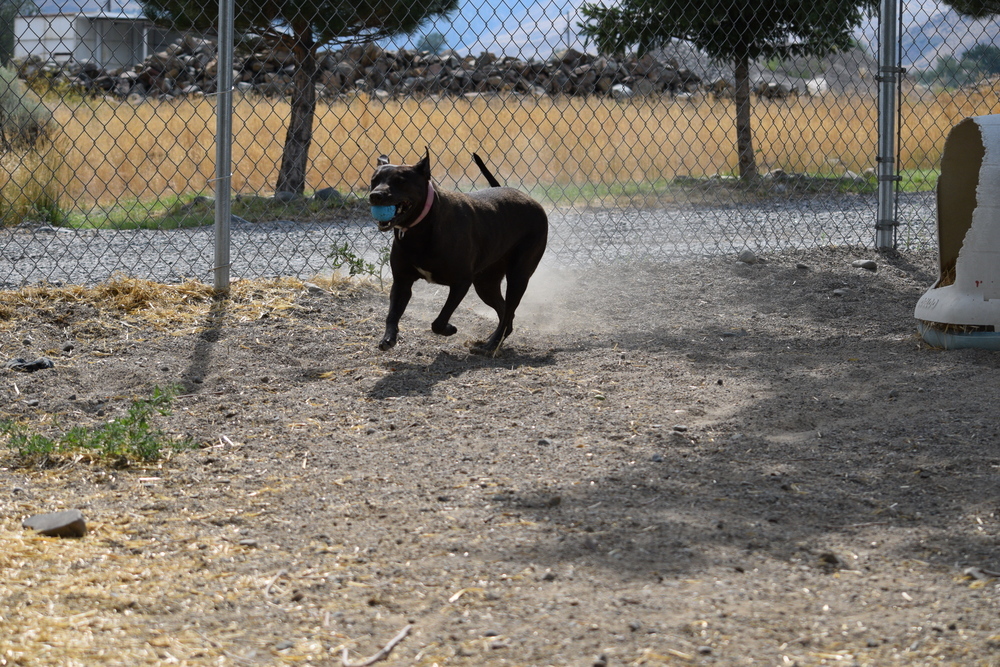 Sis, an adoptable Pit Bull Terrier, Boxer in Salmon, ID, 83467 | Photo Image 4