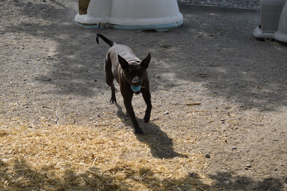 Sis, an adoptable Pit Bull Terrier, Boxer in Salmon, ID, 83467 | Photo Image 5