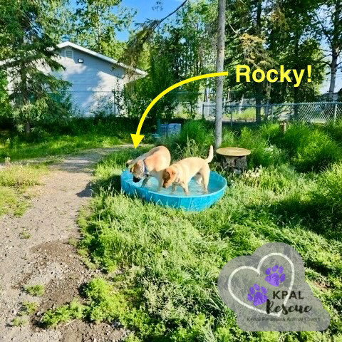 Rocky, an adoptable German Shepherd Dog, Mixed Breed in Kenai, AK, 99611 | Photo Image 1