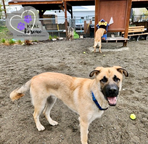 Rocky, an adoptable German Shepherd Dog, Mixed Breed in Kenai, AK, 99611 | Photo Image 2