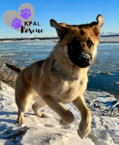 Rocky, an adoptable German Shepherd Dog, Mixed Breed in Kenai, AK, 99611 | Photo Image 4