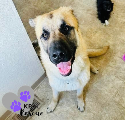 Rocky, an adoptable German Shepherd Dog, Mixed Breed in Kenai, AK, 99611 | Photo Image 6