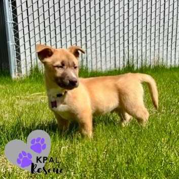 Mojito - Summer Sips Litter, an adoptable Siberian Husky, Mixed Breed in Kenai, AK, 99611 | Photo Image 1