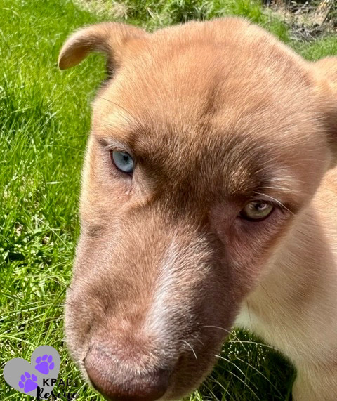 Mojito - Summer Sips Litter, an adoptable Siberian Husky, Mixed Breed in Kenai, AK, 99611 | Photo Image 3