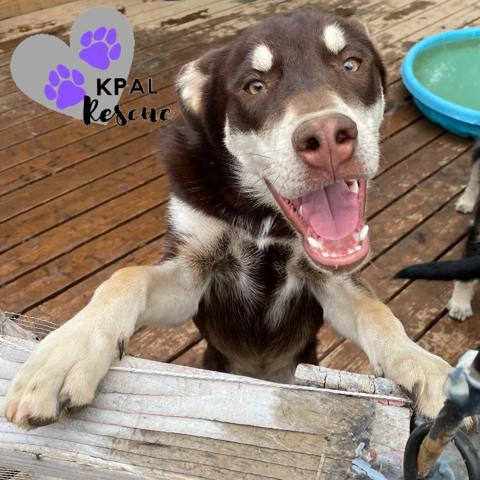 Fievel - Mouse Litter, an adoptable Husky, Mixed Breed in Kenai, AK, 99611 | Photo Image 1